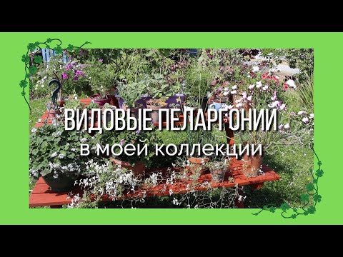 Видео: Видовие пеларгоний в моей коллекции