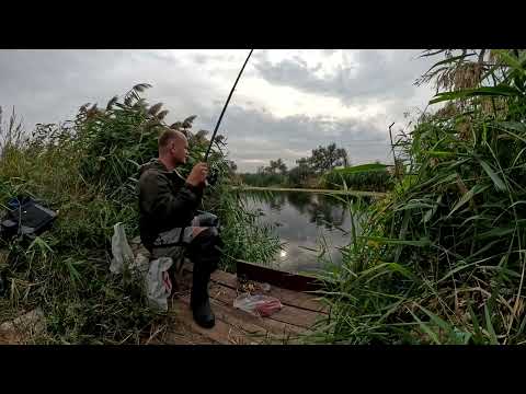 Видео: В хащах з гатки на трофейну красноперку