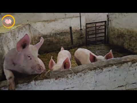Видео: В'єтнамські свині, вигідно чи ні, які варіанти використання породи