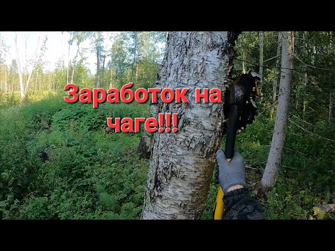 Видео: В тайгу на сбор чаги. Заработок на сборе чаги.