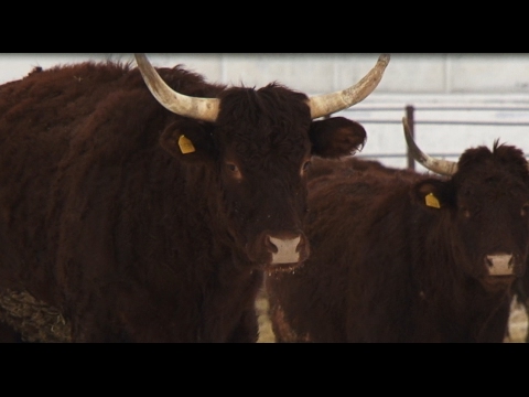 Видео: «Агрономика». Мясное скотоводство (1.02.2017)