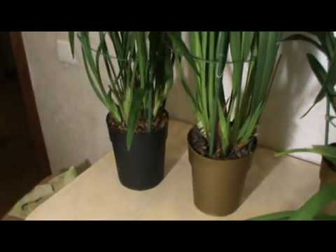 Видео: Цимбидиумы. Уход в моем доме.