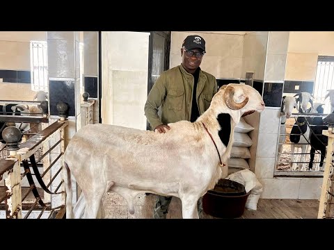Видео: От стад к богатству: моя незабываемая встреча с крупнейшим овцеводом Сенегала