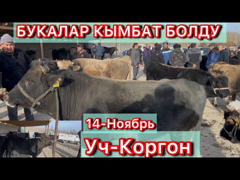 Видео: Уч-Коргон Мал базары 14-Ноябрь 