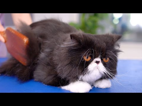 Видео: Кошка с красивыми тыквенными глазами действительно прекрасна!! 😻🛁✂️❤️