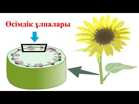 Видео: 3-сабақ Өсімдік ұлпалары