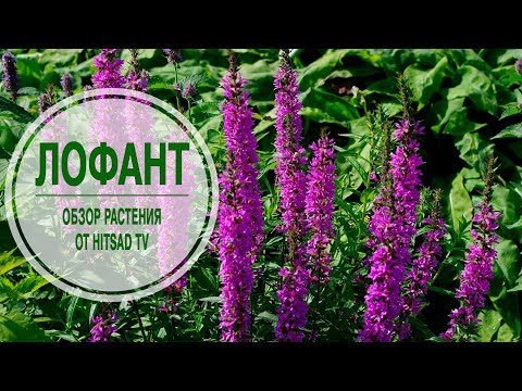 Видео: Лучшие растения для сада 🌱 ЛОФАНТ ✔ Обзор растения от эксперта HitsadTV