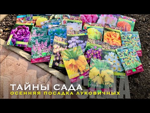 Видео: Тюльпаны. Рябчики.Пролеска. Крокусы.Хионодокса. Мои секреты при посадке луковичных