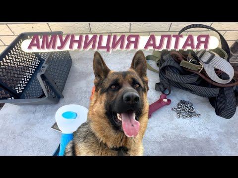 Видео: ВСЯ АМУНИЦИЯ МОЕЙ СОБАКИ 🐕