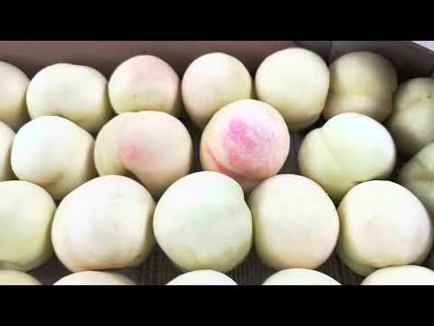 Видео: Персик АЙС ПІЧ - чудо природи.