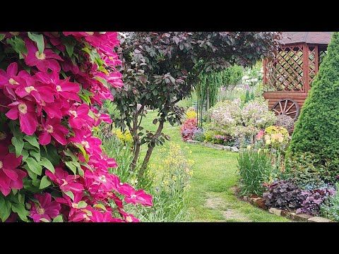 Видео: Клематиси ч.2🌸. Огляд сортів клематисів і княжиків. Розмноження клематисів. Компаньйони клематисів
