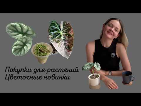 Видео: АЛОКАЗИИ | Покупки для растений | Пересадка