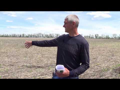 Видео: Кукуруза, подсолнечник, гречиха по ноутилу: целительный севооборот для почвы