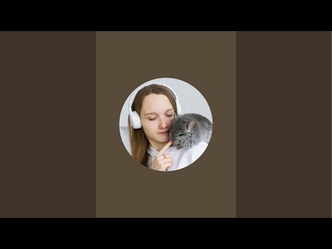 Видео: Как приручить шиншиллу
