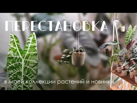 Видео: Зеленая перестановка в коллекции комнатных растений.