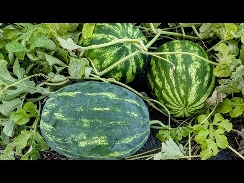 Видео: Обрезка арбузов | Советы по выращиванию перед осенью | Экономия места — более крупные дыни — боле...