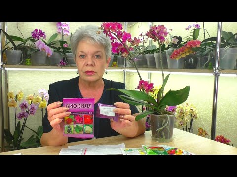 Видео: Орхидеи и Насекомые ВРЕДИТЕЛИ !!! Чем обрабатывать Орхидеи от ВРЕДИТЕЛЕЙ? Когда обрабатывать?