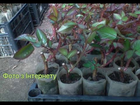 Видео: Що таке окулянт, вегетуюча троянда, саджанець? Правила посадки окулянтів.