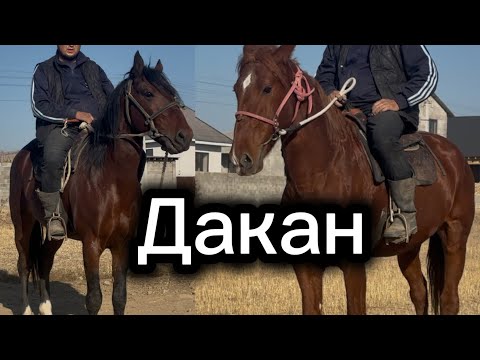 Видео: Дакан Урук Ноокен +996-220-193-580. 19 ноября 2025 г.