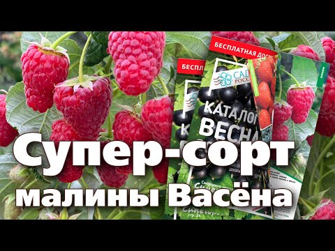 Видео: ЭТОТ СОРТ МАЛИНЫ УДИВИЛ МЕНЯ БОЛЬШЕ ОСТАЛЬНЫХ.  ОБЯЗАТЕЛЬНО ПОСАЖУ НА СЛЕДУЮЩИЙ ГОД