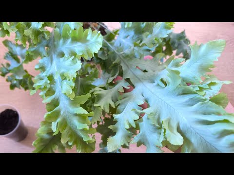 Видео: Мои папоротники. Флебодиум Давана. На радость хейтерам😁