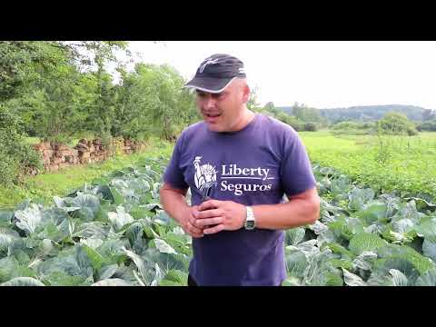 Видео: Технологія вирощування капусти!