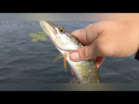 Видео: Ловля Щуки на спиннинг 2021!Щука радует поклёвками!Ловля Щуки на воблера!Осень радует!2021!