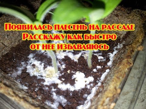 Видео: Появилась плесень на рассаде? Расскажу как быстро от нее избавляюсь'