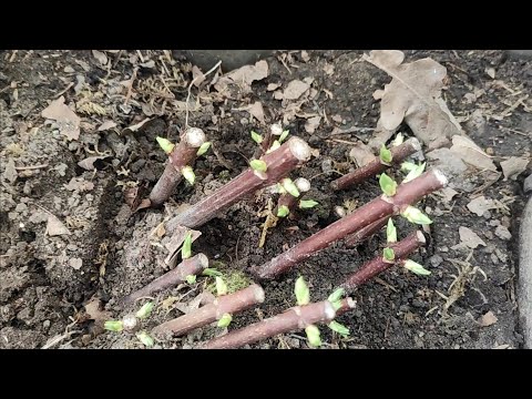 Видео: Черенкование гортензии после обрезки 🌿🌿🌿 и , извините,немного о человеческой желчи 😁😁