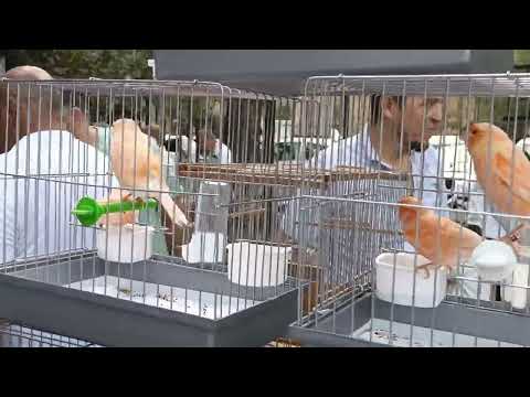 Видео: 2025.08.23 Ташкентский птичий рынок цветных канареек. Toshkent qush bozori kanareykalar.