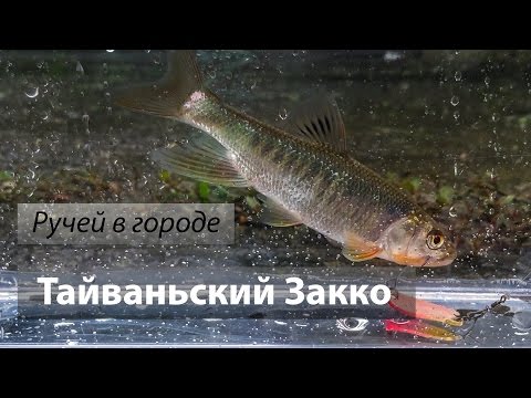 Видео: Река 基隆河, Тайвань. Тайваньский закко (溪哥) на микроколеблющиеся блёсны. 2017/03.