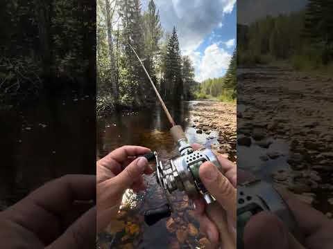 Видео: Рыбалка в конце лета на не большой горной речке #fishing #streamfishing #reels 