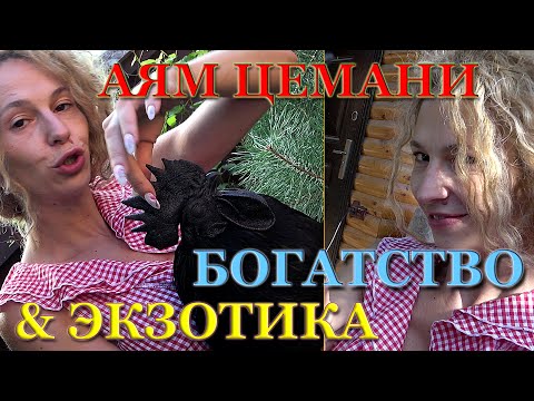 Видео: Аям Цемани. Вся правда про чёрное золото! Самые Драчливые куры в моём хозяйстве. Мистические куры.