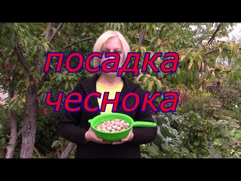 Видео: посадка чеснока