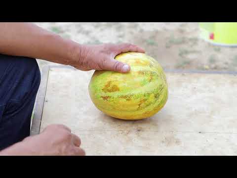 Видео: 6-сабак: Бадыраң жана коондун үрөнүн алуу