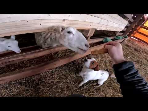 Видео: Новенький на хуторе ! Доски привезли ! Овцы напали на него ! ХУТОР В ЛЕСУ №882