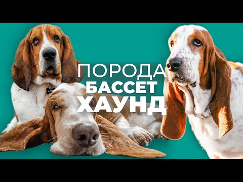 Видео: Бассет-хаунд 🐾 Плюсы и минусы, уход, характер и лай