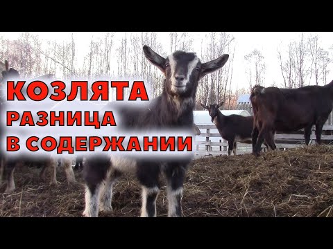 Видео: Козлята - кастрюля, под козой, в стаде и отдельно