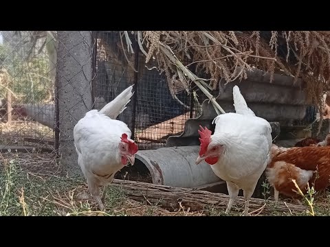 Видео: Приобрели новую птицу/пробуем новое направление#farm #выгодноехозяйство #деревня #животные #animals 