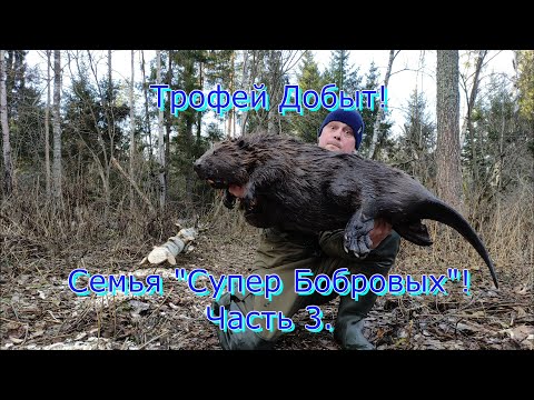 Видео: Трофей Добыт ! Бобр в Проходной капкан! Семья " Супер Бобровых" или Очень Умные Бобры! Часть 3!