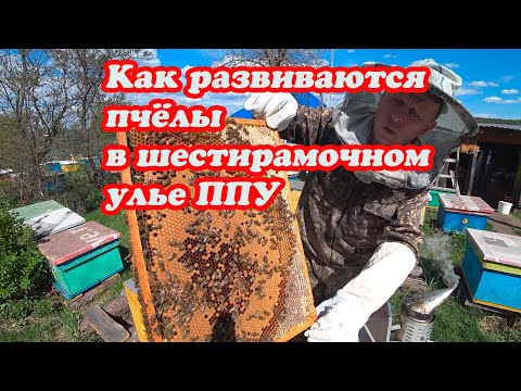 Видео: КАК РАЗВИВАЮТСЯ ПЧЁЛЫ В ШЕСТИРАМОЧНОМ УЛЬЕ ППУ РАННЕЙ ВЕСНОЙ