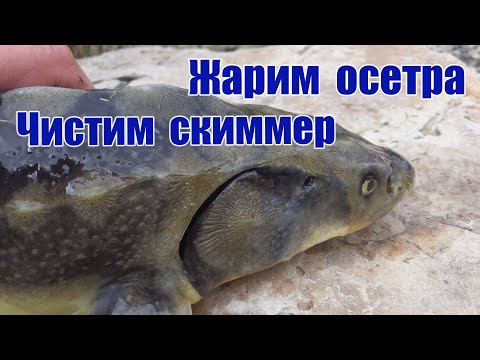 Видео: Жарим осетра Чистим ручей
