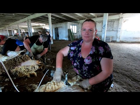 Видео: Наши девчата дороже золота! Стрижка овец в Белозерном!