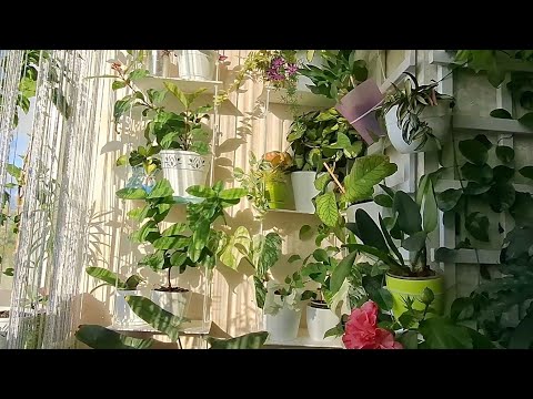Видео: Огляд кімнатних рослин  у жовтні 2025 🪴