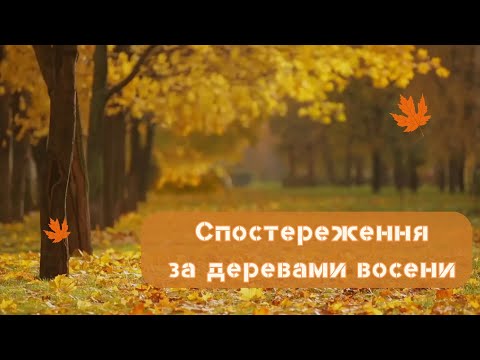 Видео: Спостереження за деревами восени🍂