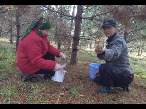 Видео: Сбор маслят в лесу, ОНИ ПОВСЮДУ.. Осенний сбор грибов. Тихая охота.