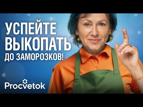 Видео: ВЫКОПАЙТЕ ЭТИ ЦВЕТЫ В ОКТЯБРЕ! Когда выкапывать и как хранить георгины, гладиолусы, каллы, бегонии