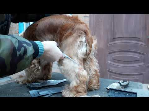 Видео: Стрижка кокера 1