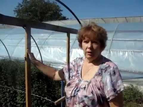 Видео: хризантема  к 1 сентября.