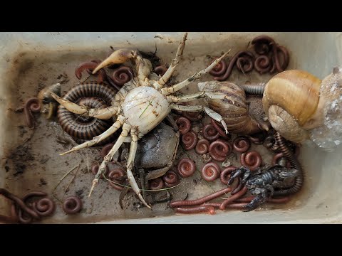 Видео: Поймайте ядовитого скорпиона, гигантскую многоножку, улитку, красную многоножку, скорпиона, краба 🦀